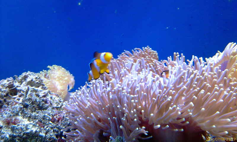 Urlaub Sommer 2011 3 Phuket - 20