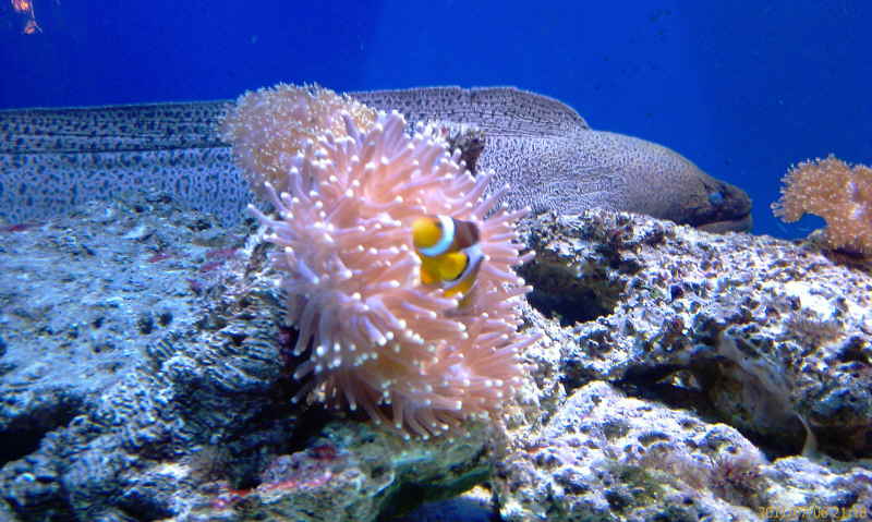 Urlaub Sommer 2011 3 Phuket - 23