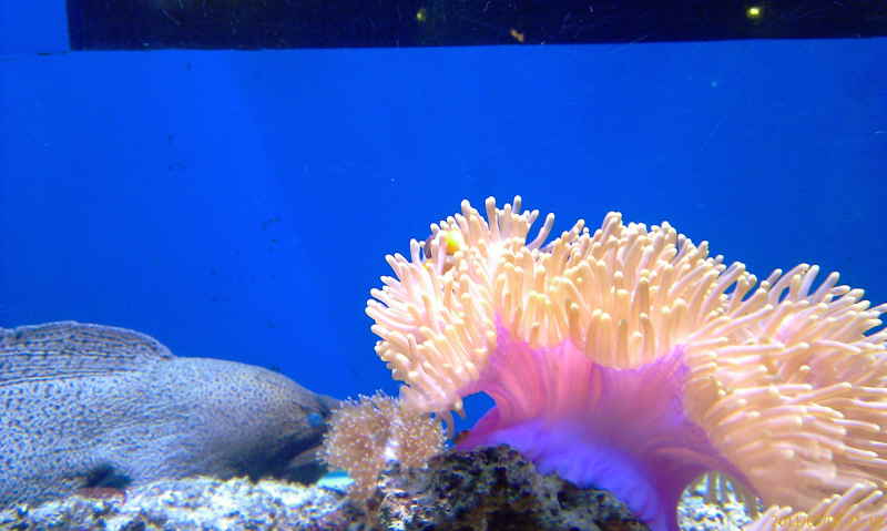 Urlaub Sommer 2011 3 Phuket - 24