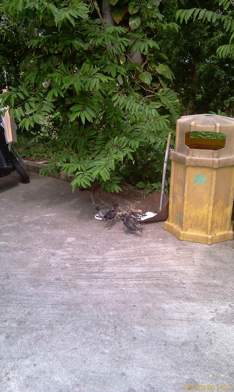 Urlaub Sommer 2012 4 Pattaya 082