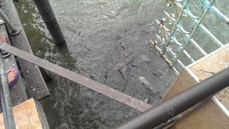 Urlaub Sommer 2013 4 Bangkok 39